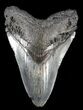 Megalodon Tooth - South Carolina #37627-1